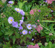 Aster-Sämling_14-1.jpg