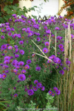 Aster-Sämling_14-2.jpg