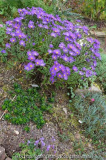 Aster_amellus-Butzemann_14-2.jpg