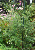 Fuchsia_magellanica-Alba_14-1.jpg