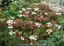 Viburnum Summer Snowflake_14-2.jpg