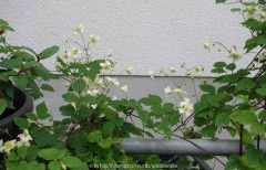 Clematis-Jasper_14-1.jpg