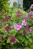 Hydrangea_Wims_Red_14-4.jpg