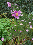 Aster_pringlei-PinkStar_14-1.jpg