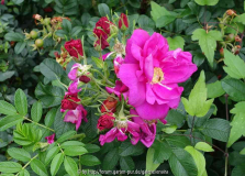 Rose-MojeHammarberg-14-4.jpg