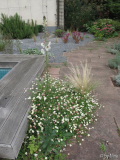 Kiesbeet, Erigeron karvinskianus