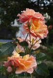 Rose-ScentedWhisper_14-4a.jpg