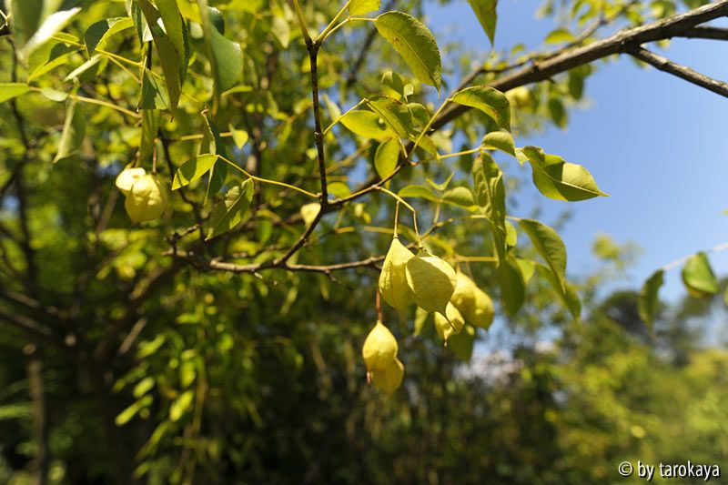 staphylea holocarpa fruchtstände
