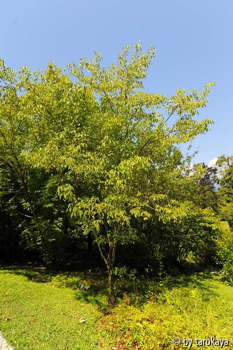 staphylea holocarpa VT