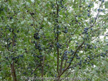 Ziparte blau 1 / August2014