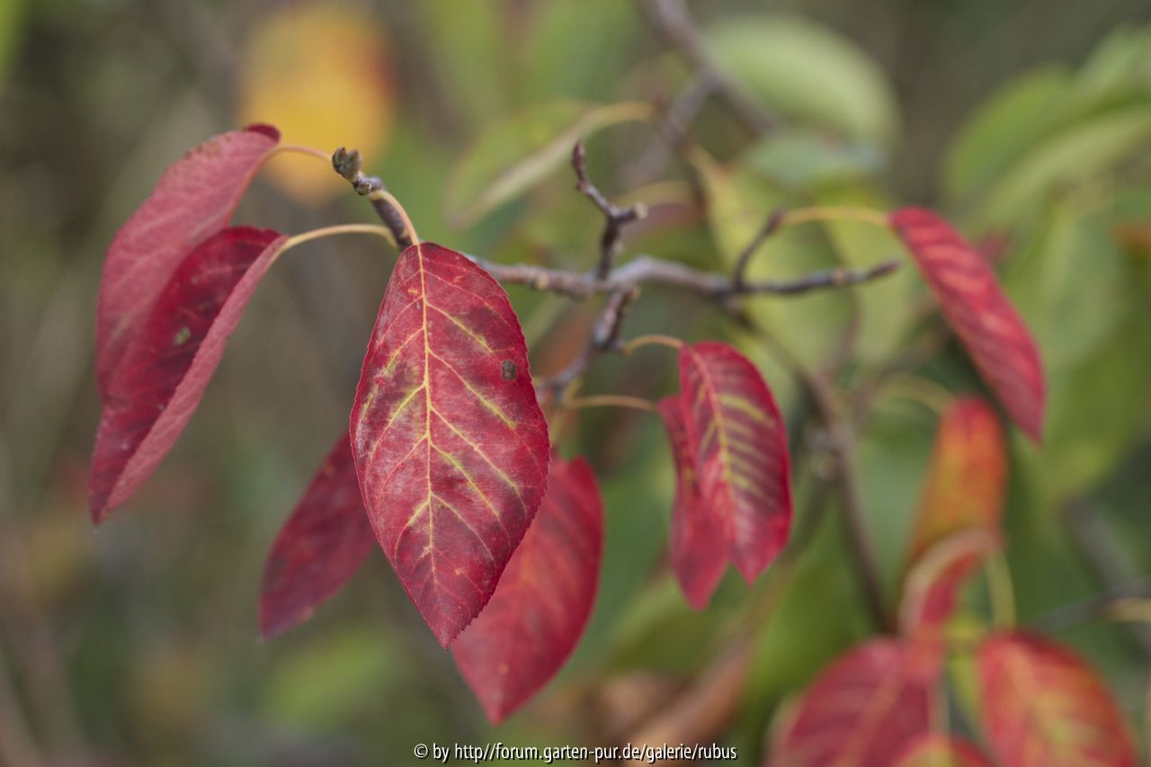 Amelanchier lamarckii in Herbstfärbung