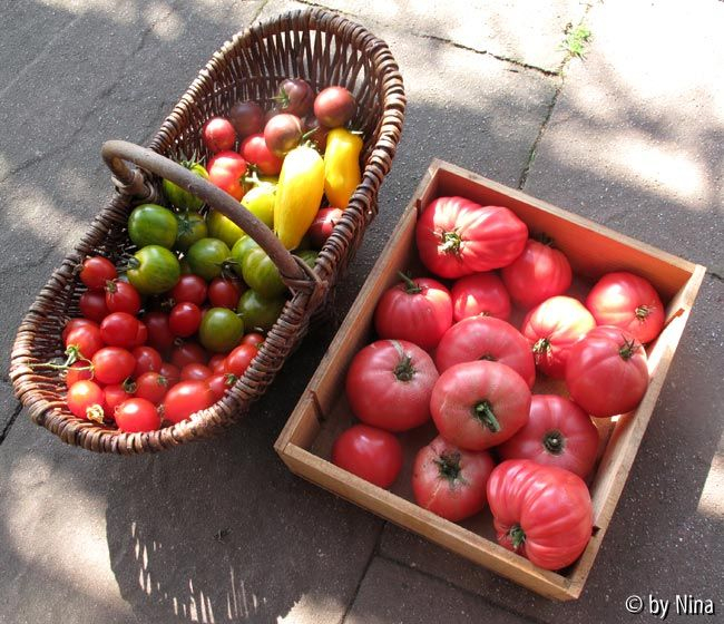 Reiche Tomatenernte