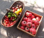 Reiche Tomatenernte