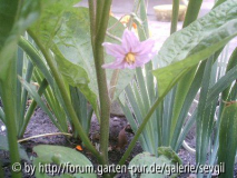 aubergine29_07_.JPG