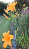 Berleyer Septembersonne