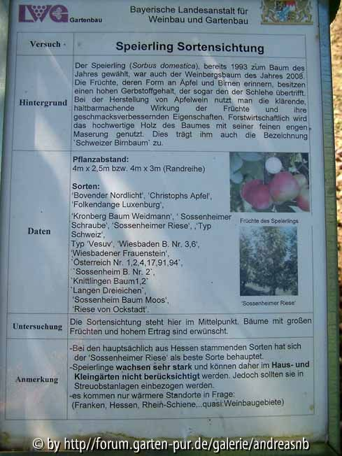 Speierling - Texttafel