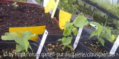 Verschiedene Biricoccolo Sämlinge II