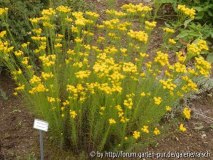 Aster linosyris