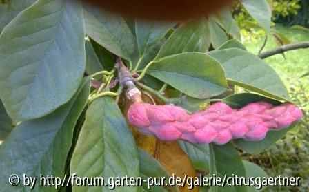 samenkapsel magnolia