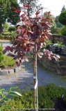 Malus_toringo-Scarletta_14-1.jpg