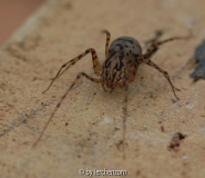 Spei-Spinne
