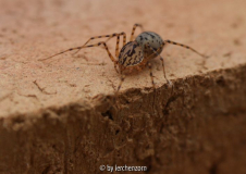 Spei-Spinne