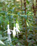 Fuchsia_magellanica-Alba_14-3.jpg
