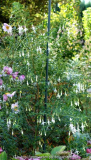 Fuchsia_magellanica-Alba_14-2a.jpg