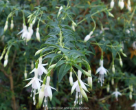 Fuchsia_magellanica-Alba_14-4.jpg