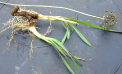 Allium species