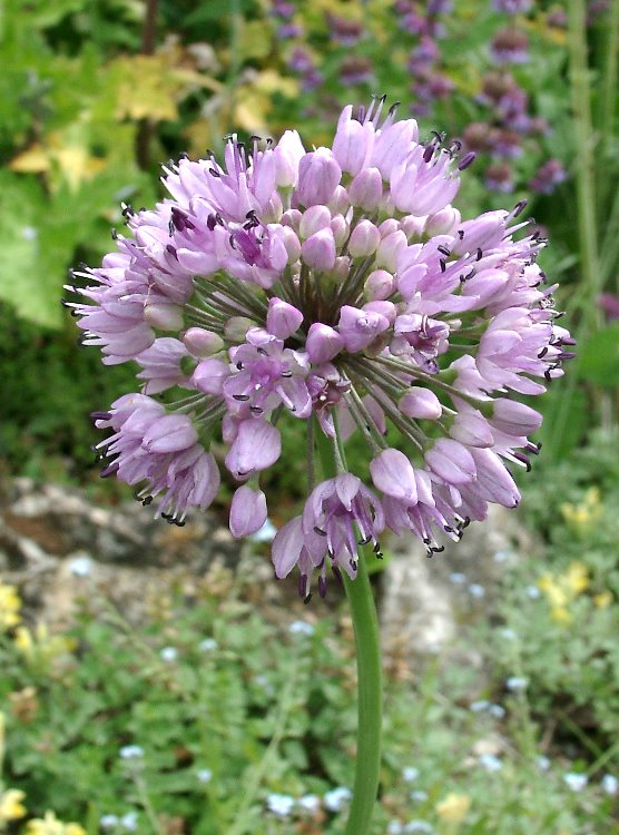 Allium species