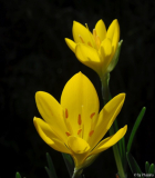 Sternbergia clusiana