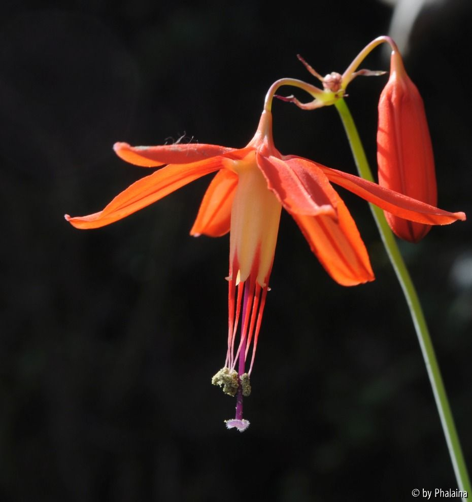 Bessera elegans