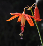 Bessera elegans