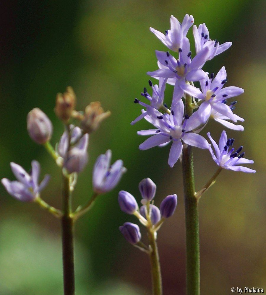 Hyacinthoides lingulata ciliolata