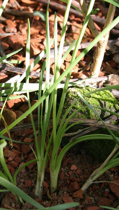 Allium senescens