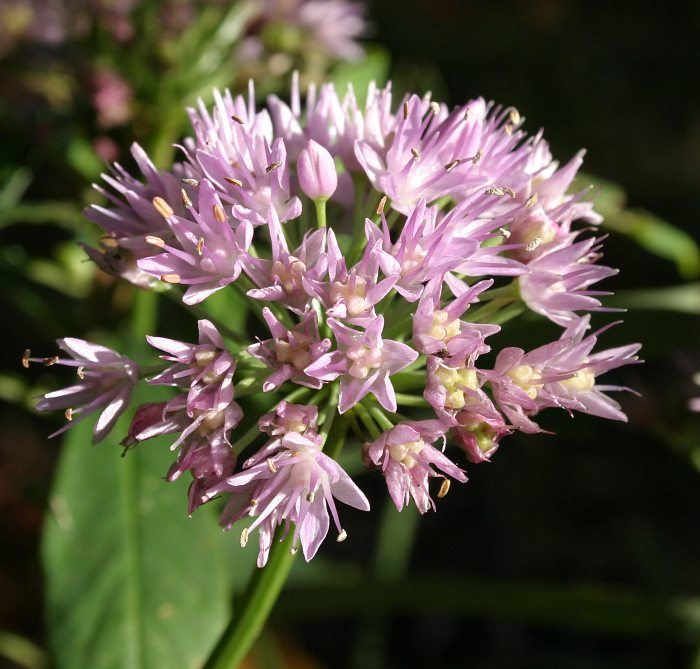 Allium senescens