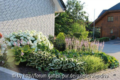 Garten Hortensie  Sorte „Annabell“