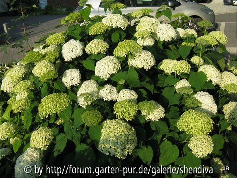  Hortensie „Annabell“