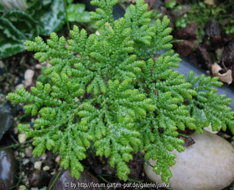 Selaginells biformis