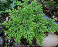 Selaginells biformis