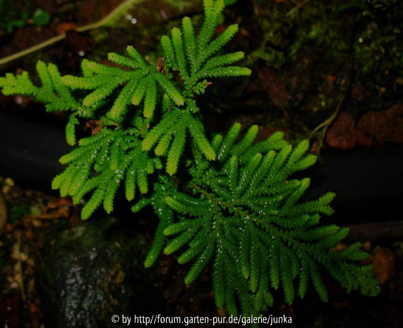 Selaginella biformis