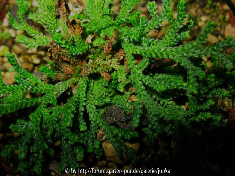 Selaginella tamariscina