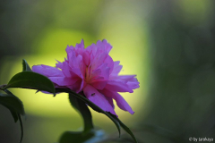 sparkling burgundy blüte14