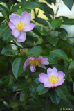 plantation Pink zweig 9/14