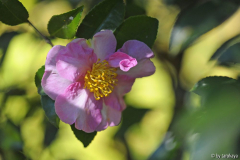 momozono nishiki blüte14