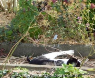 Katzenthymianjunkiekatze 3.jpg