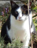 Katzenthymianjunkiekatze 2.jpg