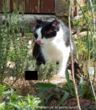 Katzenthymianjunkiekatze 1.jpg