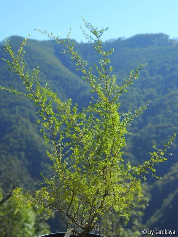 kunzea ambigua14